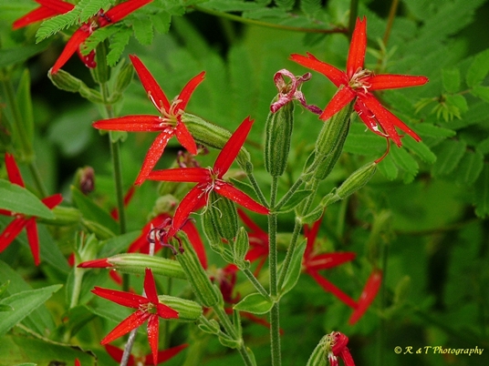{Silene regia}